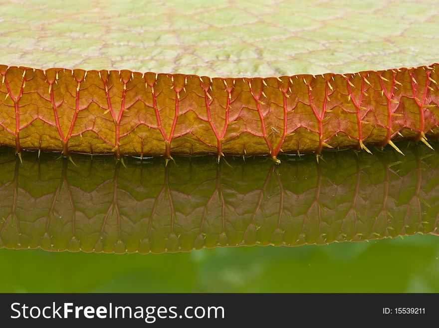 Giant Water lily (lotus) leaf reflection close up