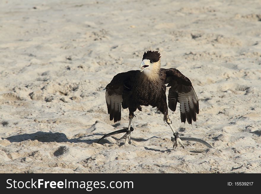 Species of bird of prey called kara kara