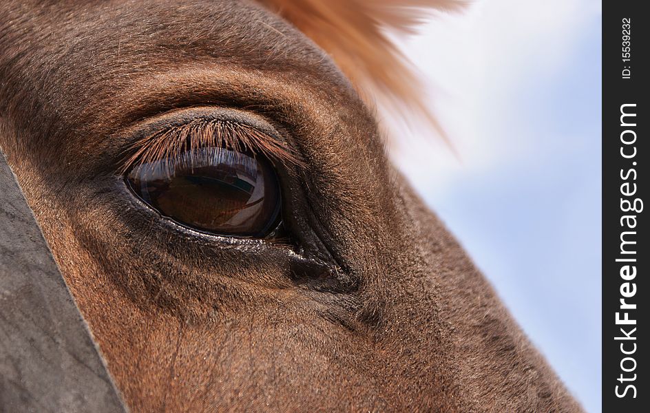 Close-up of a horse's eye