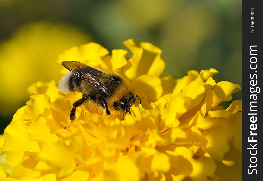 A closeup photograph of a bumblebee. A closeup photograph of a bumblebee.