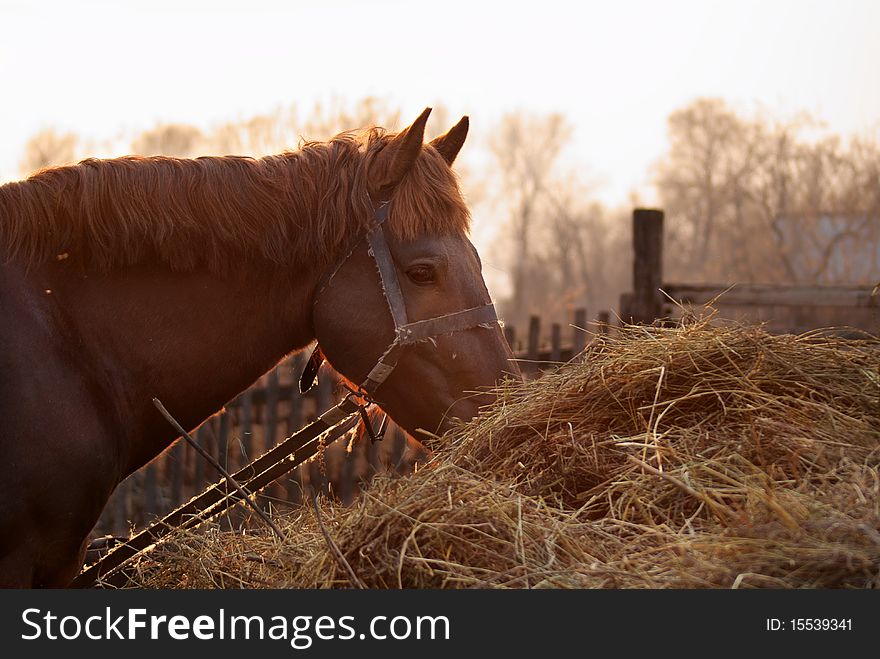 Brown horse eating hay in countryside. Brown horse eating hay in countryside