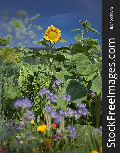 Sunflower in the middle of a field with green leafs and colorfull flowers around