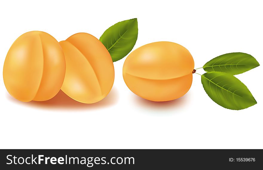 Ripe apricots with green leaves. Photo-realistic illustration. Ripe apricots with green leaves. Photo-realistic illustration.