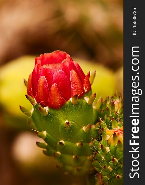 Red cactus flower.