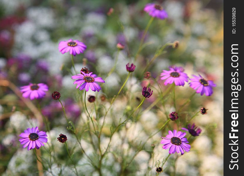 Small purple daisies on a soft background