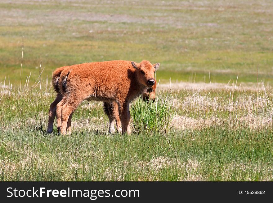 Bison calfs in front of Old Faithful