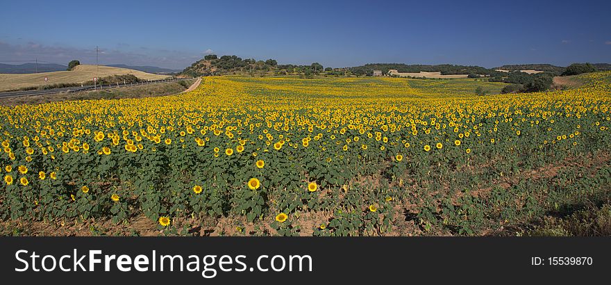 Sunflowers in summer, typical agriculture in Europe