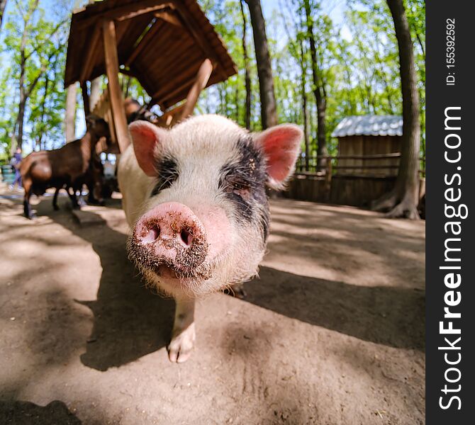 Pig animal on farm, mammal domestic nose,  close-up
