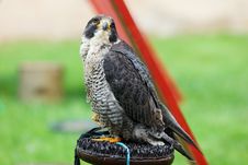 Falcon Peregrine (Falco Peregrinus) On A Perch. Stock Photo