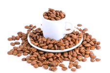 Coffee Cup Filled With Coffee Beans Royalty Free Stock Photo Coffee Cup Filled With Coffee Beans Royalty Free Stock Photo