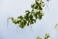 Grape Tree Branch Royalty Free Stock Photos Grape Tree Branch Royalty Free Stock Photos