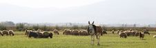 Donkey And Sheeps Stock Photo