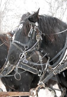 Shire Winter Horse In Snow Royalty Free Stock Photo