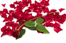 Red Roses And Rose Petals Stock Images Red Roses And Rose Petals Stock Images