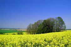 Colza Stock Photography Colza Stock Photography