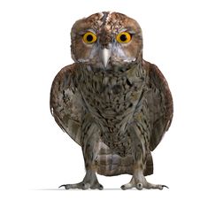 Tawny Owl Bird Royalty Free Stock Photography