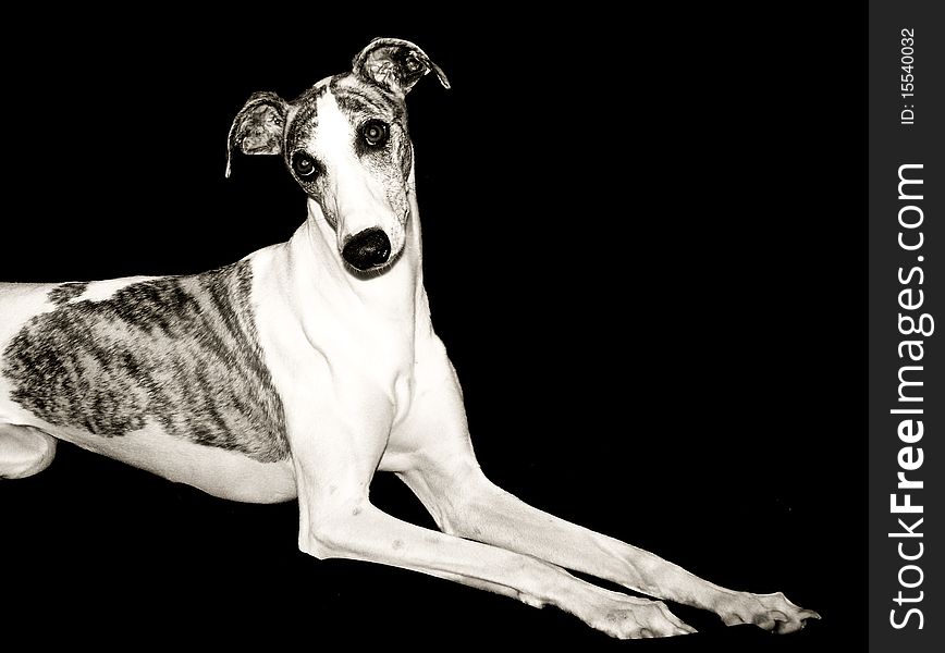 Whippet on a black backdrop. Whippet on a black backdrop