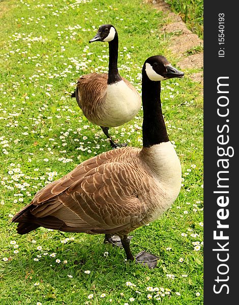 Image of two goose in a park on a hot sunny day. Image of two goose in a park on a hot sunny day