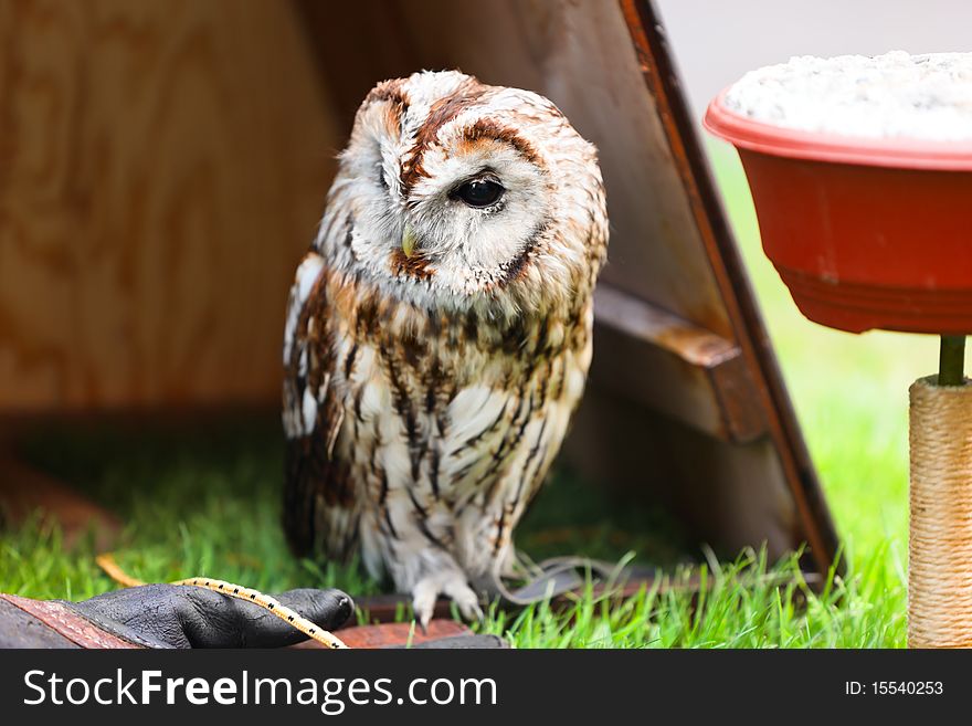 Tawny owl on a perch.