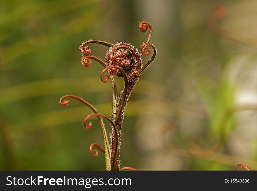 A close up on an unfurling fern. A close up on an unfurling fern