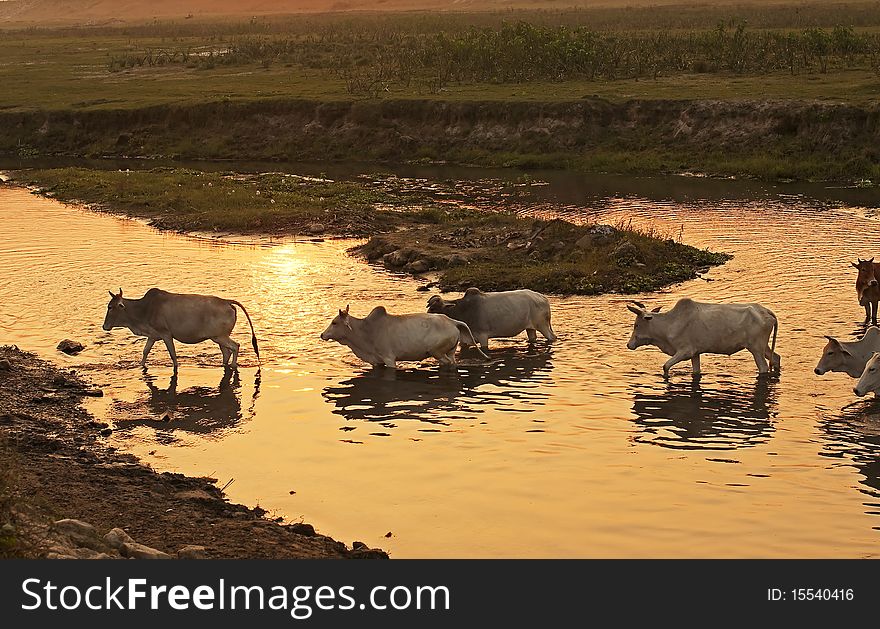 A cattle herd crossing a stream during sunset