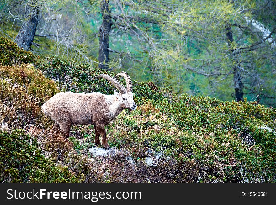 Ibex In Chamonix