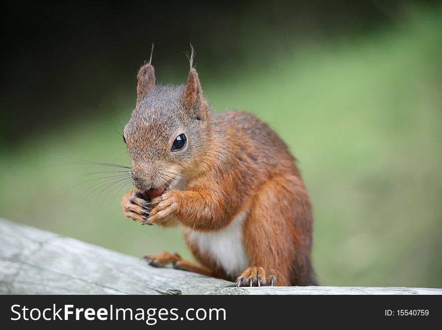 A brown squirrel eating a nut