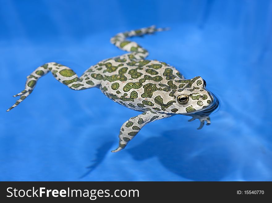 Frog with green spots in the process of swimming