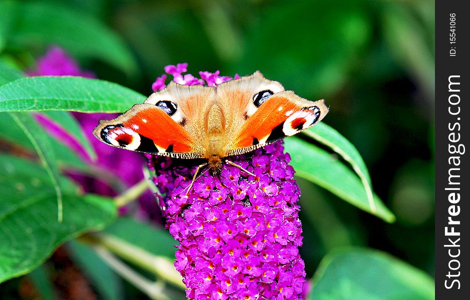 Peacock butterfly on purple blossoms in detail