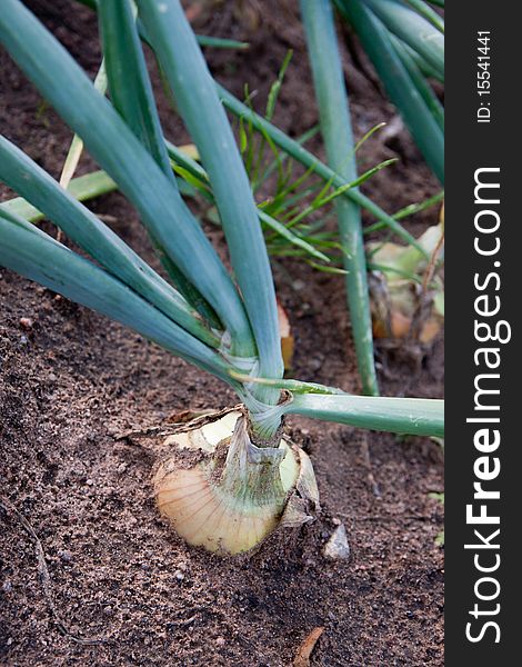 Organically grown onions with chives in the soil. Organic farming.