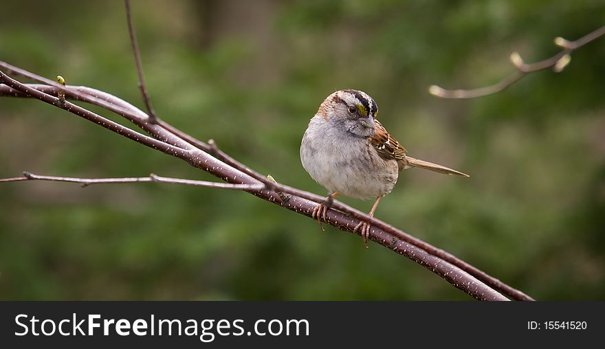 White-throated Sparrow On A Branch