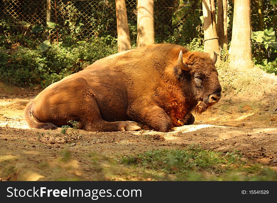 A big bison lying at a zoo.