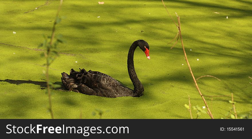 A black swan at a green lake.
