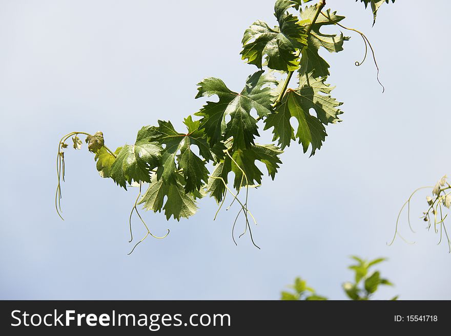 Hanged grape tree branch with clear sky background