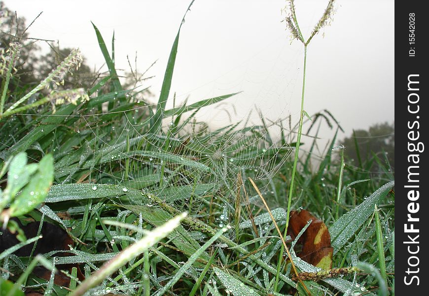 Spider web stretched across the grass on a dewy morning. Spider web stretched across the grass on a dewy morning