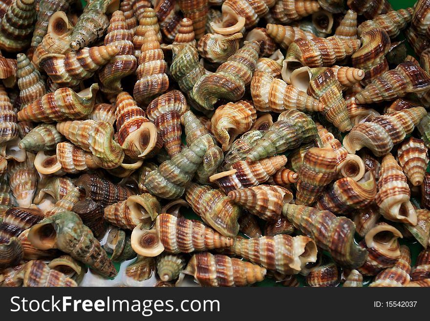 Group of snail for cooking