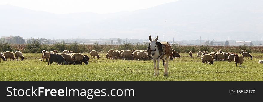 Panoramic view of a field containing a donkey in front and sheeps in back. Panoramic view of a field containing a donkey in front and sheeps in back