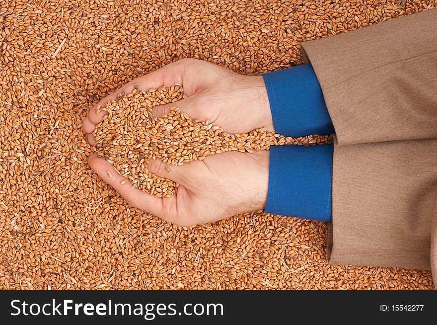 The businessman holds the grain for evaluating quality of the crop wheat