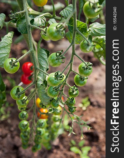 Organically grown cherry tomatoes in the greenhouse. Organic farming.