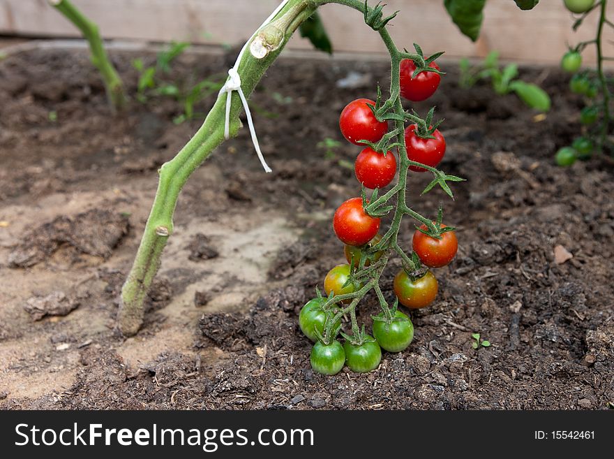 Organically grown cherry tomatoes in the greenhouse. Organic farming.