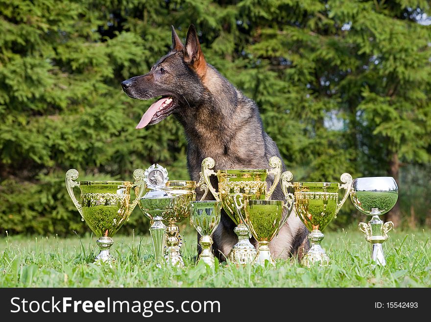 German sheepdog with cups sitting on the grass