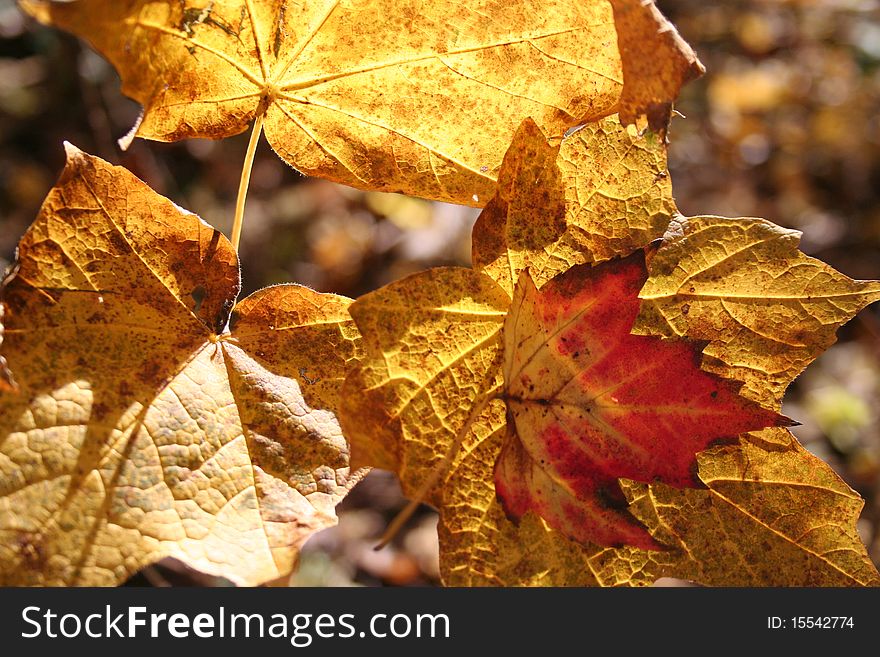 Red and yellow autumn leaves