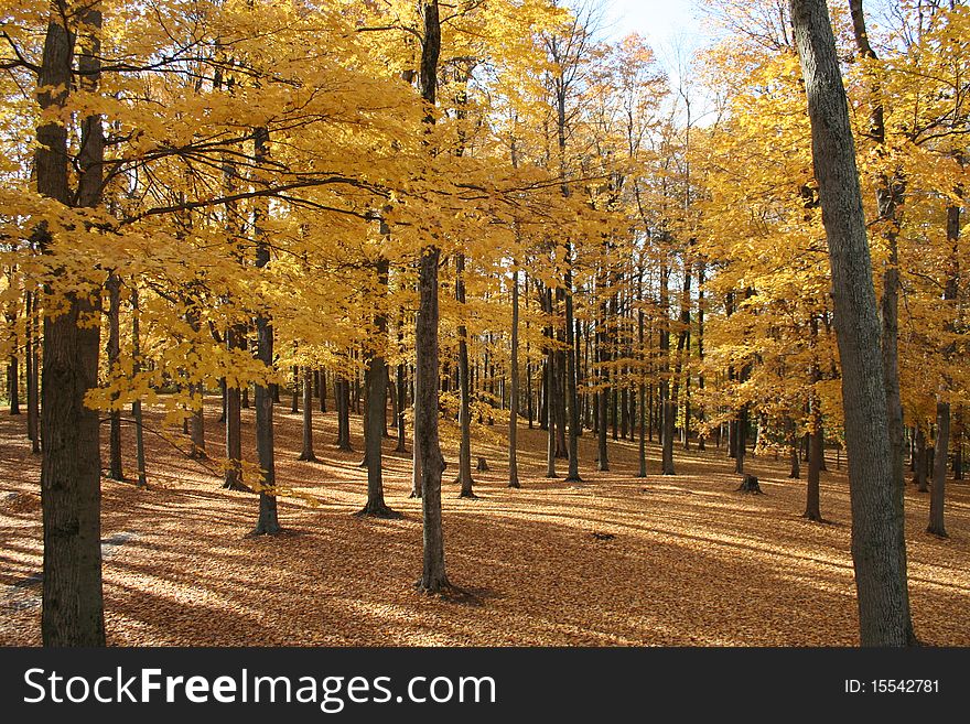 Woods in autumn with ground carpeted with fallen leaves. Woods in autumn with ground carpeted with fallen leaves