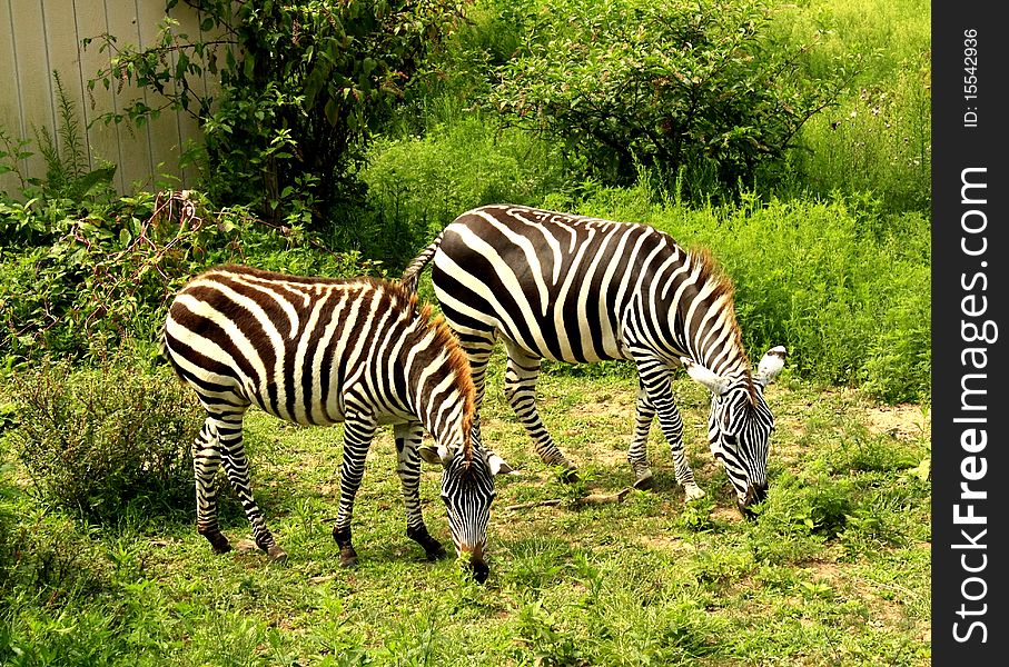 Two zebras grazing in field. Two zebras grazing in field