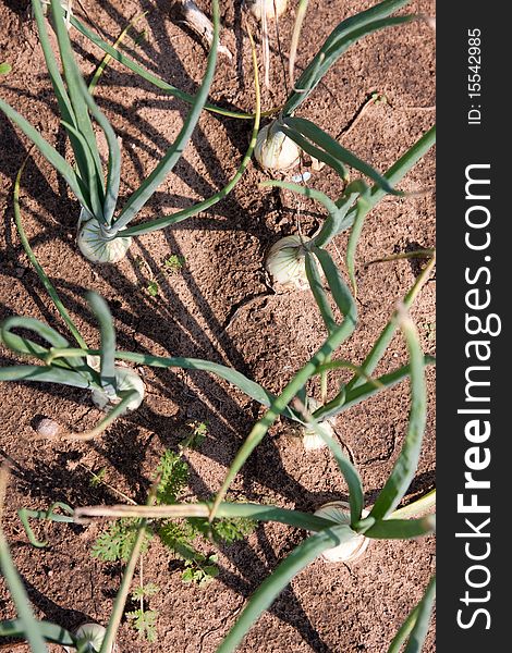 Organically grown onions with chives in the soil in the row. Organic farming.