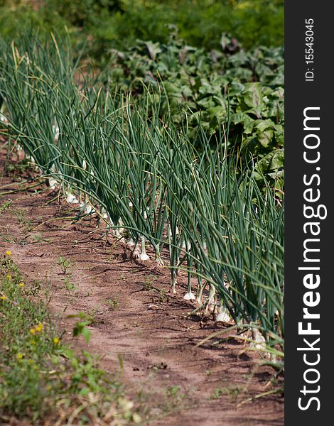 Organically grown onions with chives in the soil in the row. Organic farming.