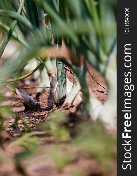 Organically grown onions with chives in the soil in the row. Organic farming.