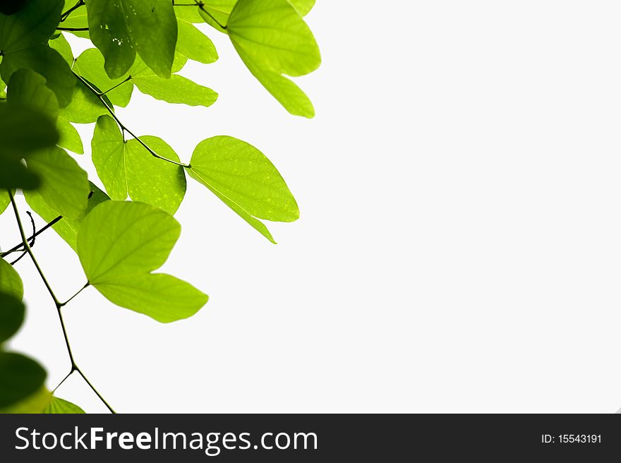 Backlight leaves with isolated background