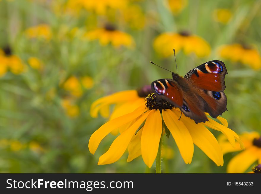 Red Butterfly