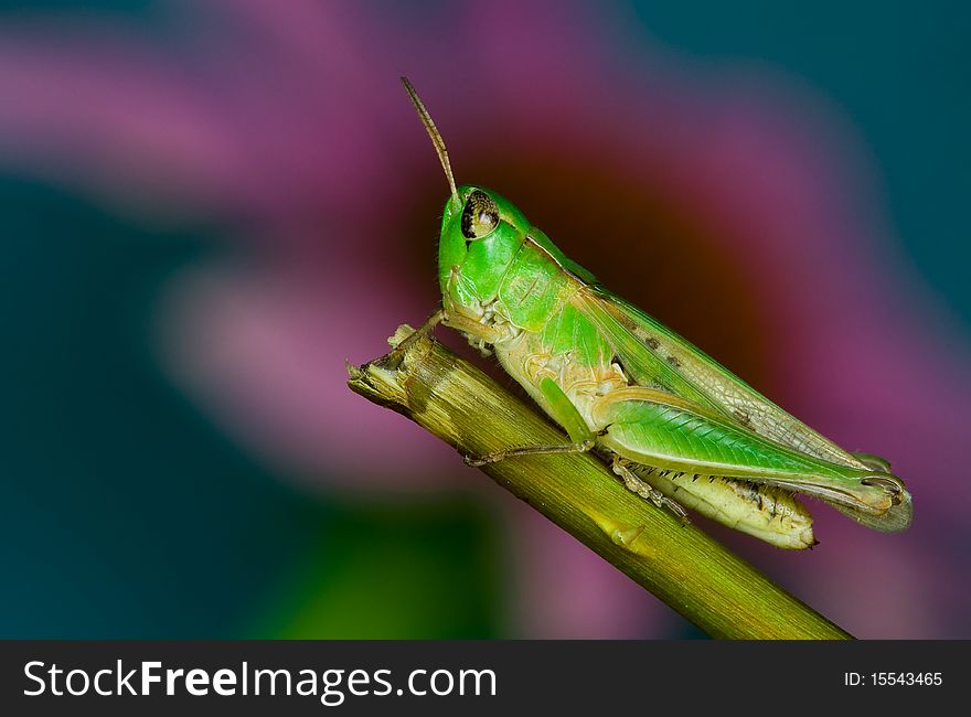 An adult grasshopper resting on a plant stem. An adult grasshopper resting on a plant stem
